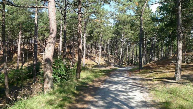 NHD / 18-11-2024 / Dennenbos in Schoorlse duinen worden gedund